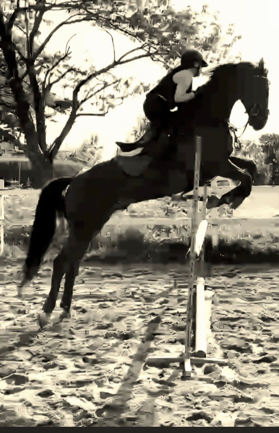 Anriette hoppar hinder med Messie – svartvit bild