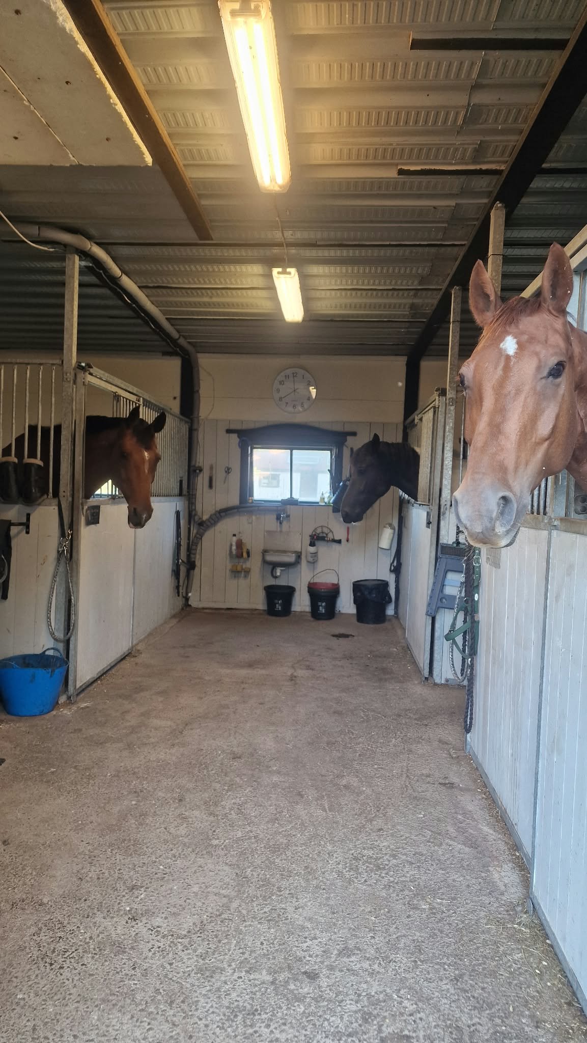 God morgon pojkar – hästarna på Stallro